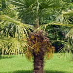 trachycarpus fortunei chusan palm