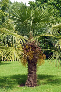 trachycarpus fortunei chusan palm