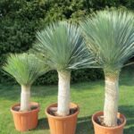 yucca