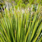 Palmiers dasylirion (1)