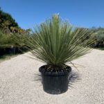 Palmiers dasylirion (2)