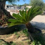 Palmiers dernier 3