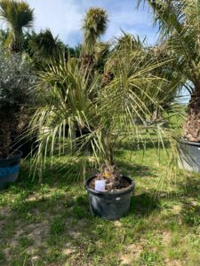 butia capitata