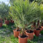 Chamaerops Humilis c humilis 10l 2