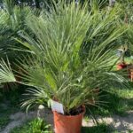 Chamaerops Humilis c humilis 15l 2