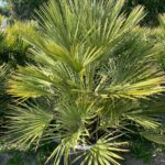 Chamaerops Humilis c humilis 90l