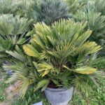 Chamaerops Vulcano c vulcano 1