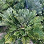 Chamaerops Vulcano c vulcano 2