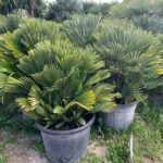 Chamaerops Vulcano c vulcano 3
