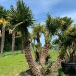 Chamaerops Humilis ch t1 91