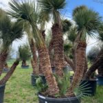 Chamaerops Humilis ch t2 88