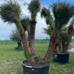 Chamaerops Humilis ch t3 83