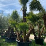Chamaerops Humilis ch t4 82