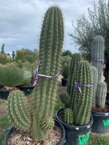 cactus grand 3