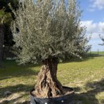 oliviers 890 € 1