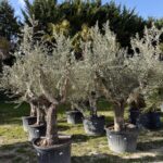 oliviers ramifiés 390€