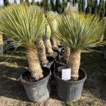 yucca rostrata 3