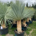 yucca rostrata grands 2