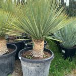 yucca rostrata moyens