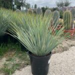 yuccas rostrata touffe 2